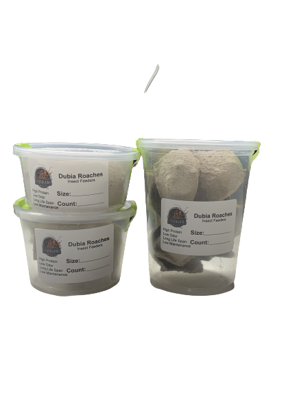 Dubia Roaches Small 3/8" and Under Qty:50-500 Cup USPS Free & FedEx shipping