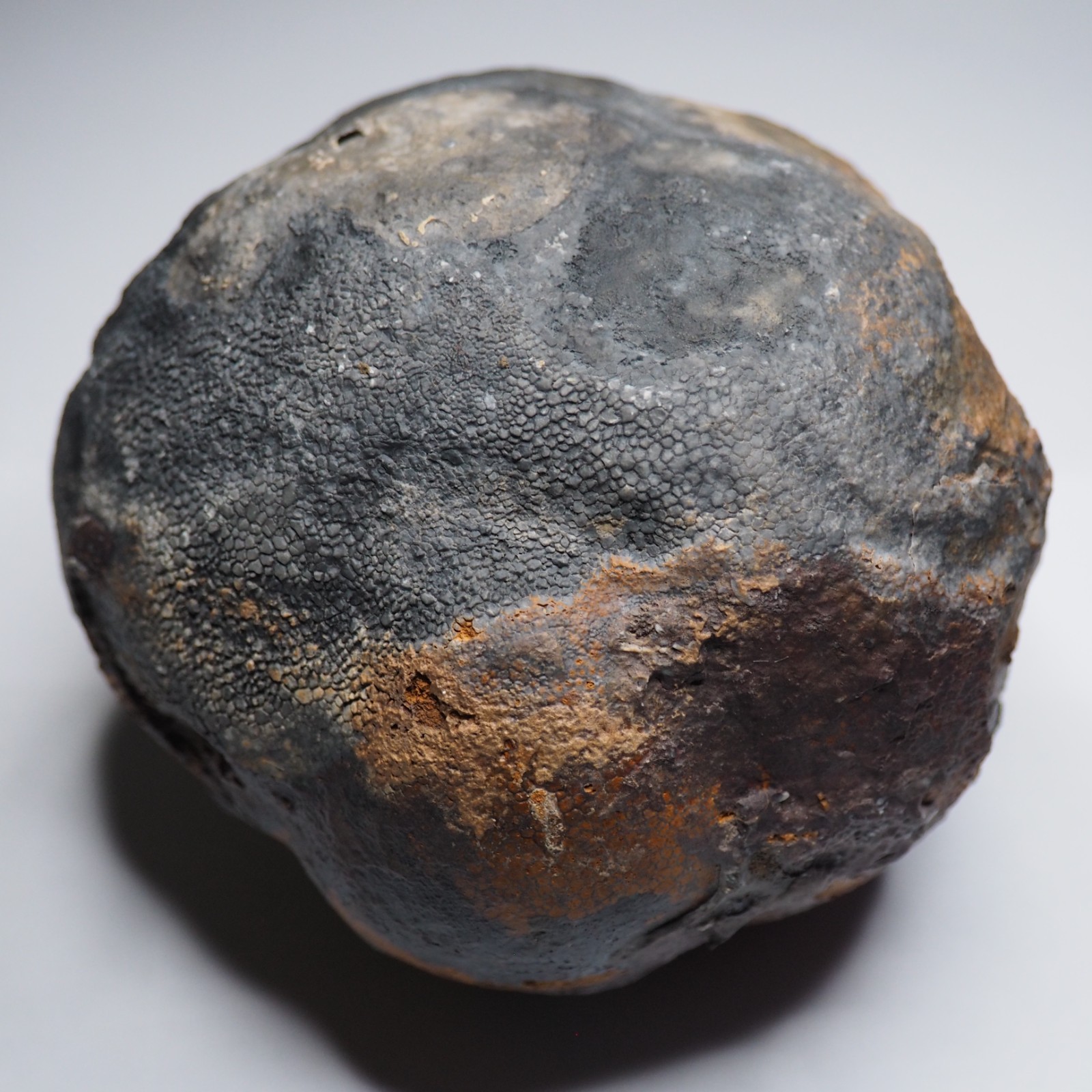 Large 1.8 kg Lobolith Scyphocrinites Crinoid Floating Devonian Fossil Morocco