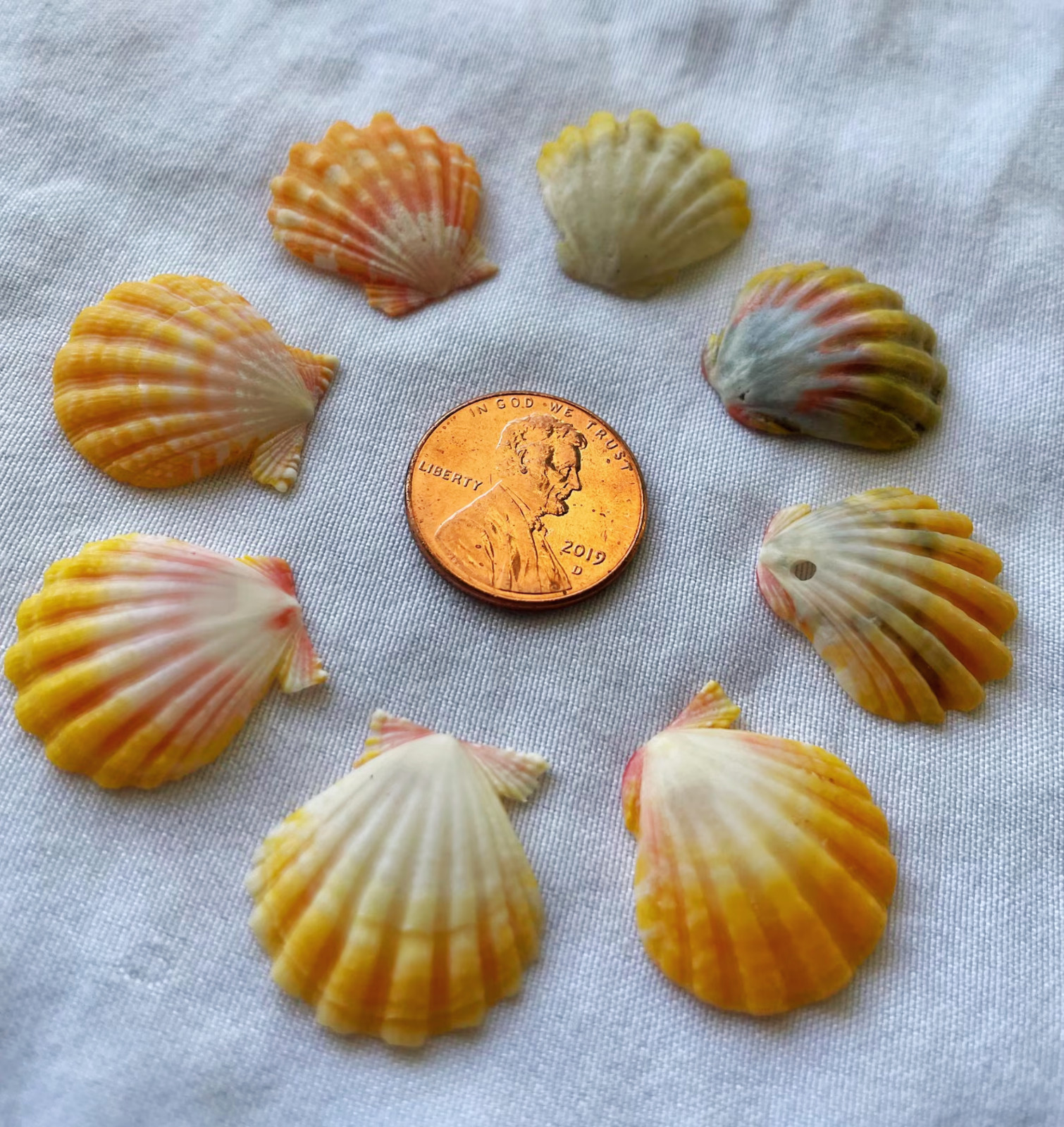 Small Hawaiian Sunrise Shell | Penny-Size | Reds, Yellows, Oranges | Choose