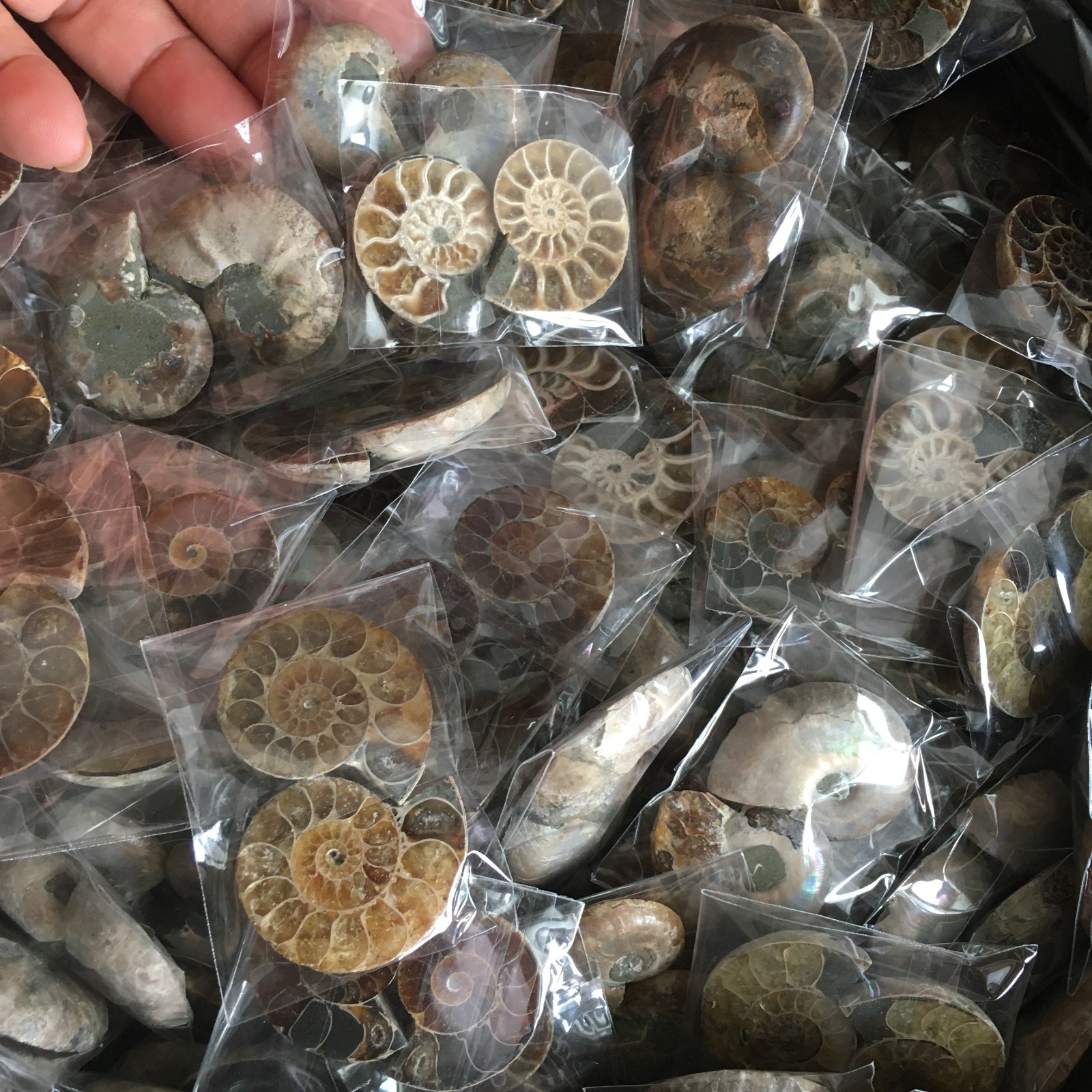 50 pair of Split Ammonite Specimen Shell Healing Madagascar 02
