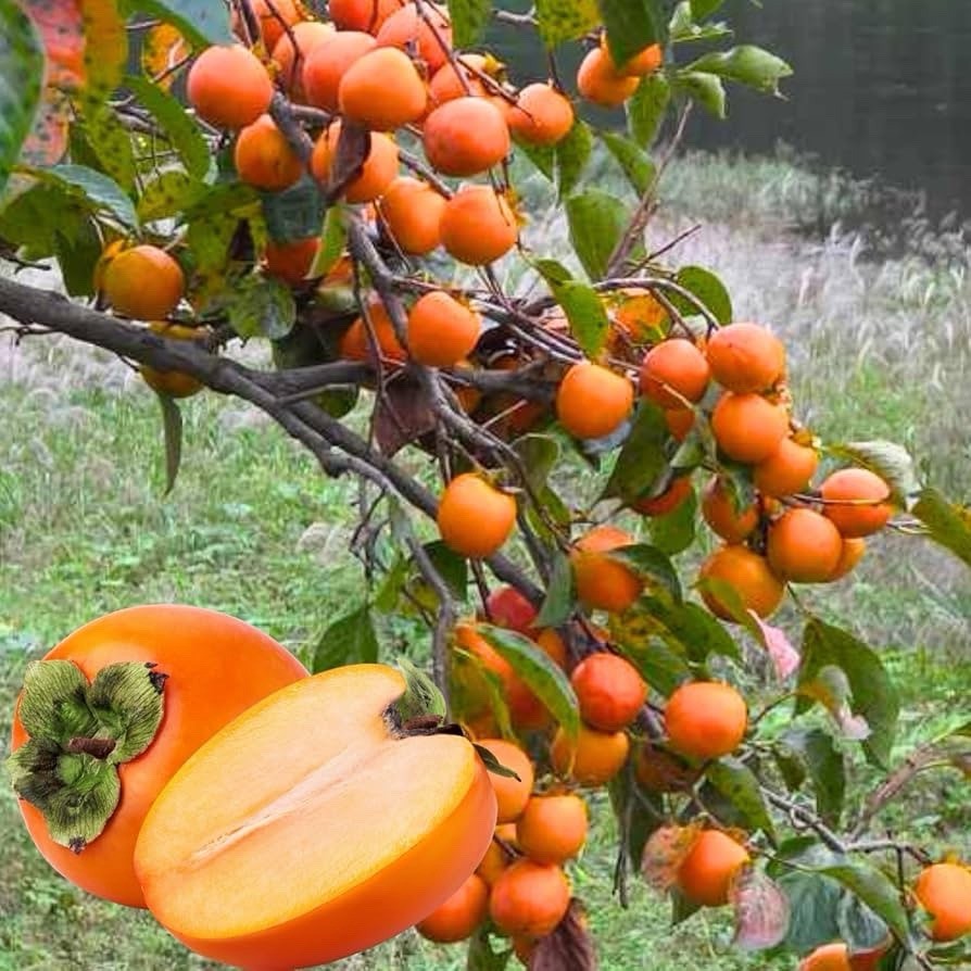 American Persimmon Tree 2-3ft Tall Now Live Tree