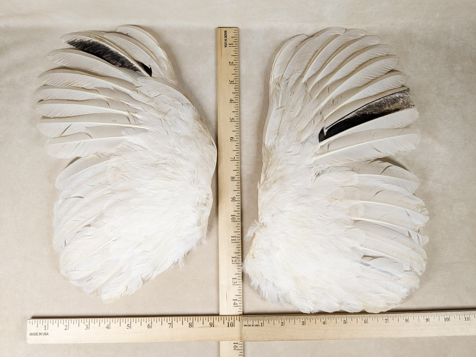 15" Chicken Rooster Wings Taxidermy Oddities curiosities Craft Bird Feather gift