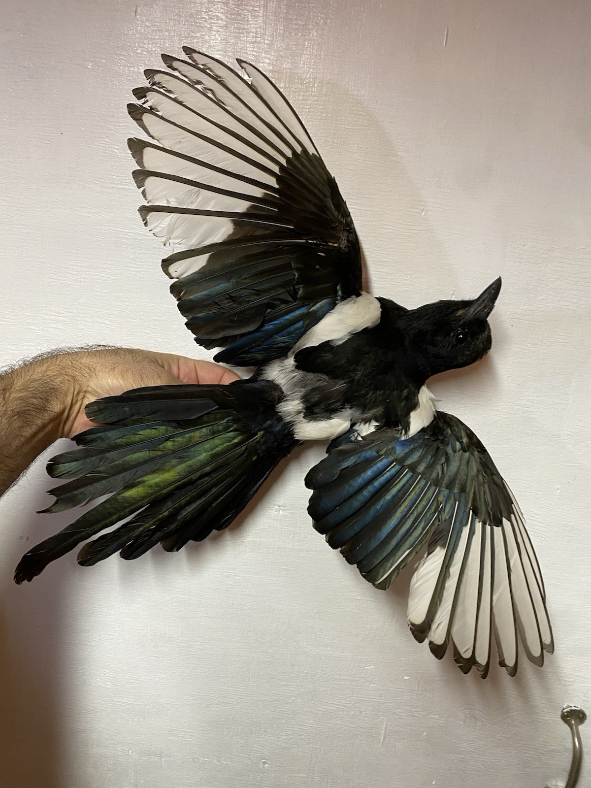 Beautiful Taxidermy Eurasian Magpie (Pica pica)