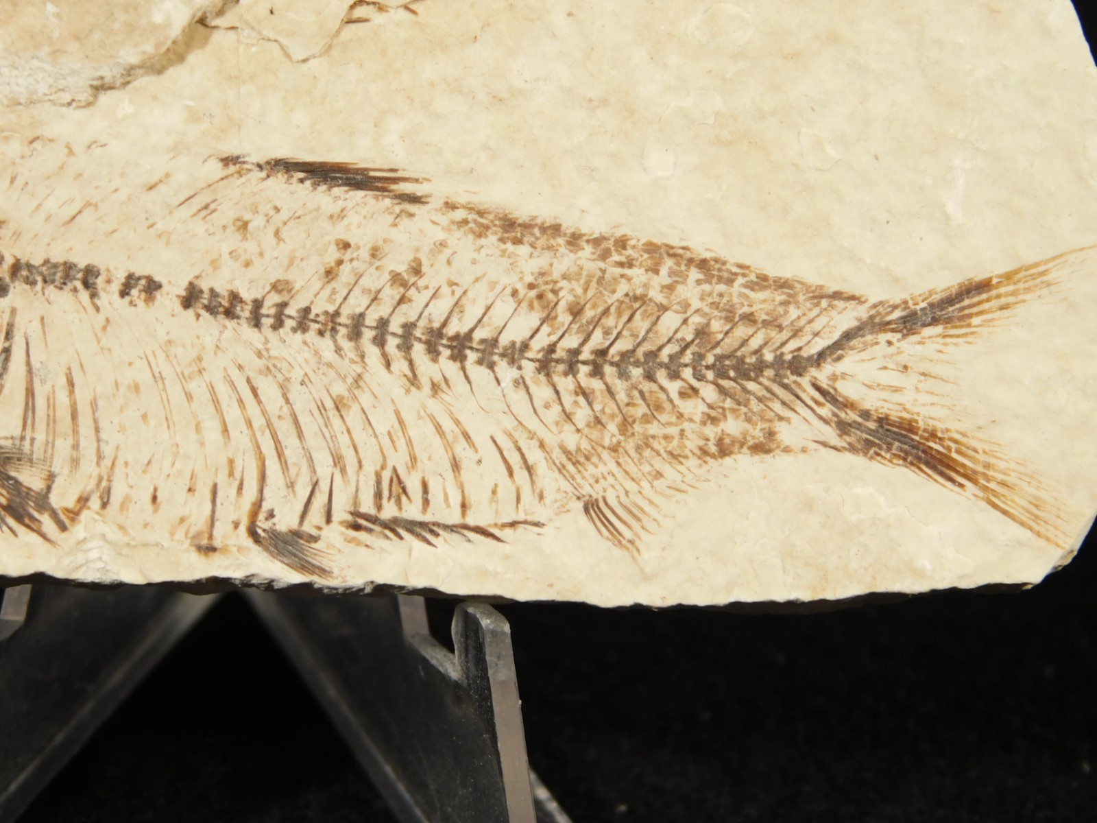 X-RAY BONES! Knightia FISH Fossil From Fossil Lake Wyoming 48.6gr