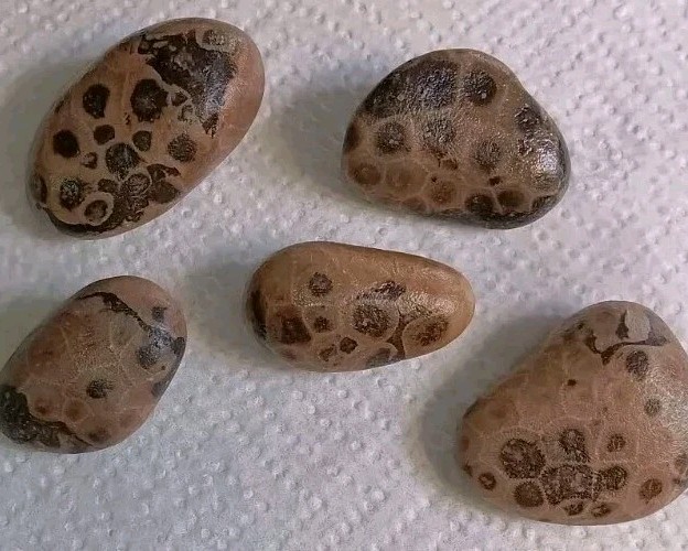 Petoskey Stone Lot- Dark Contrast Whole Raw Unpolished Lake Michigan Hexagonaria