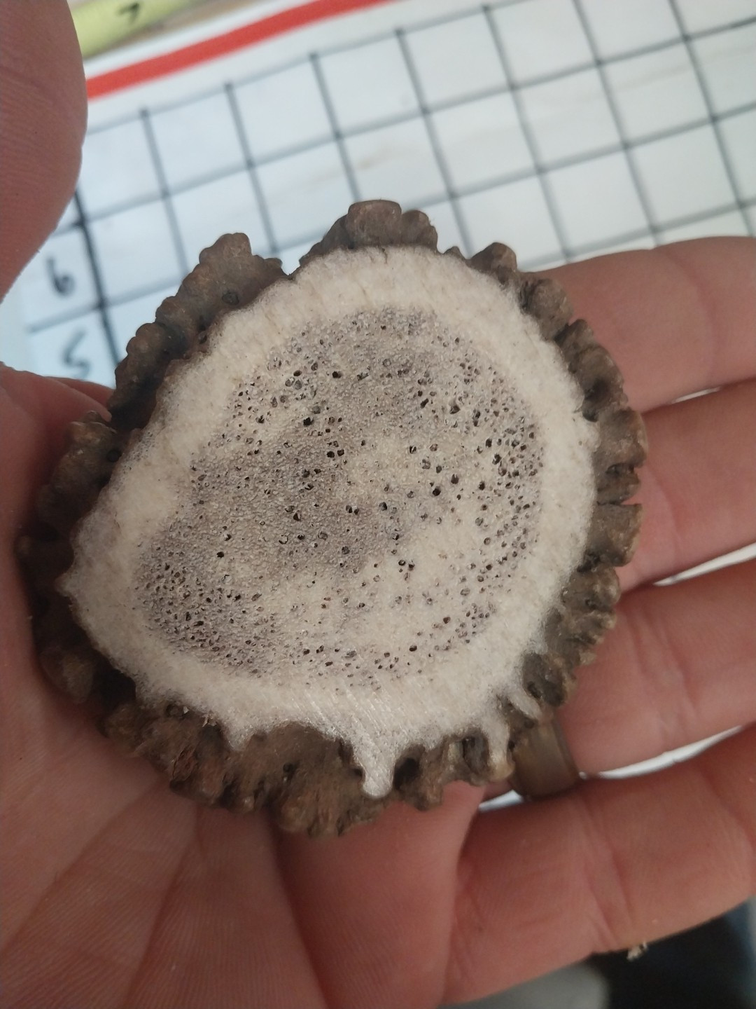 1 BROWN #1 ELK ANTLER CROWNS ROSETTES BURR NATIVE CRAFTS 2.5 to 3 Inch