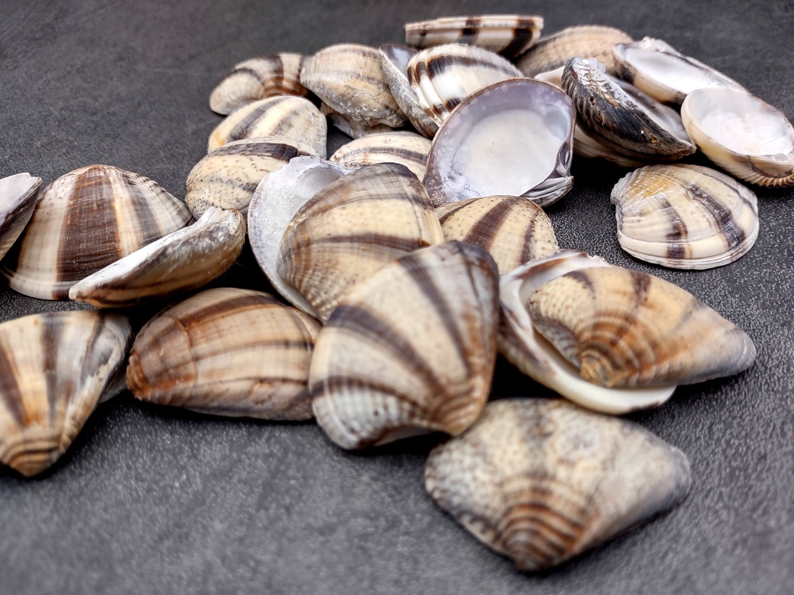 Mexican Sunset Striped Clam Seashells (15 shells approx. 1.25+ inches)
