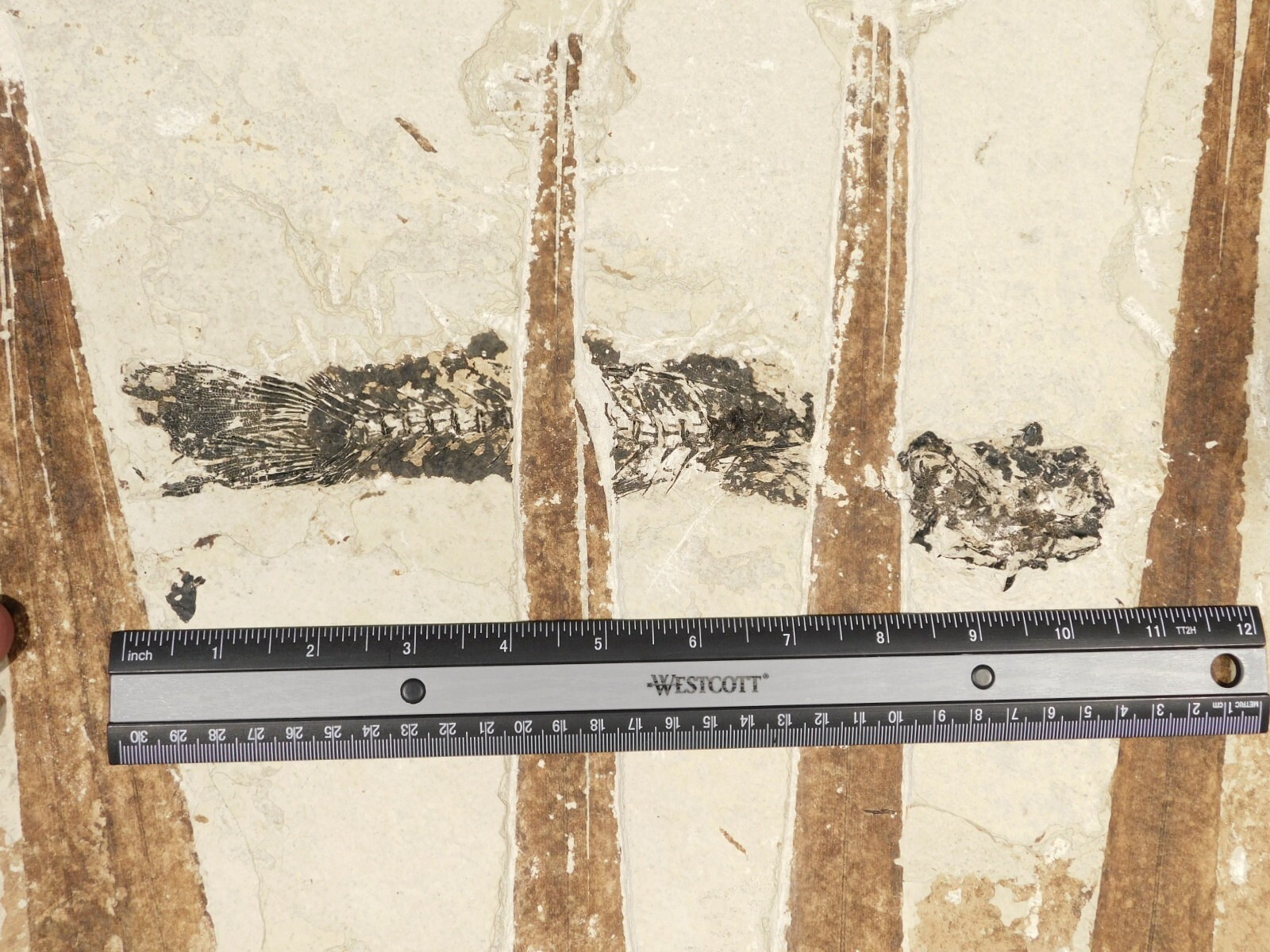 GIANT! PALM Frond Fossil With a BIG Rare Mioplosus FISH Fossil From Wyoming