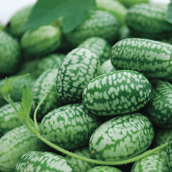 Mexican Sour Gherkin Cucumber Seeds - Cucamelon - Mouse Melon | Heirloom | 1060