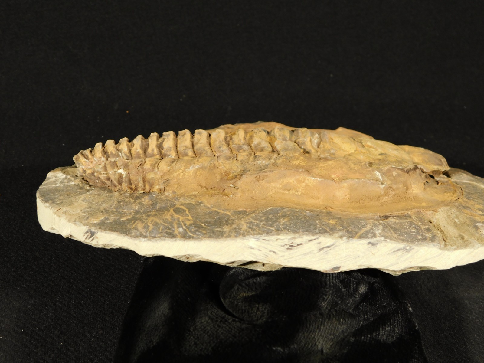 HUGE! 530 Million Year OLD! Andalusiana Trilobite Fossil Anif Morocco 3933gr