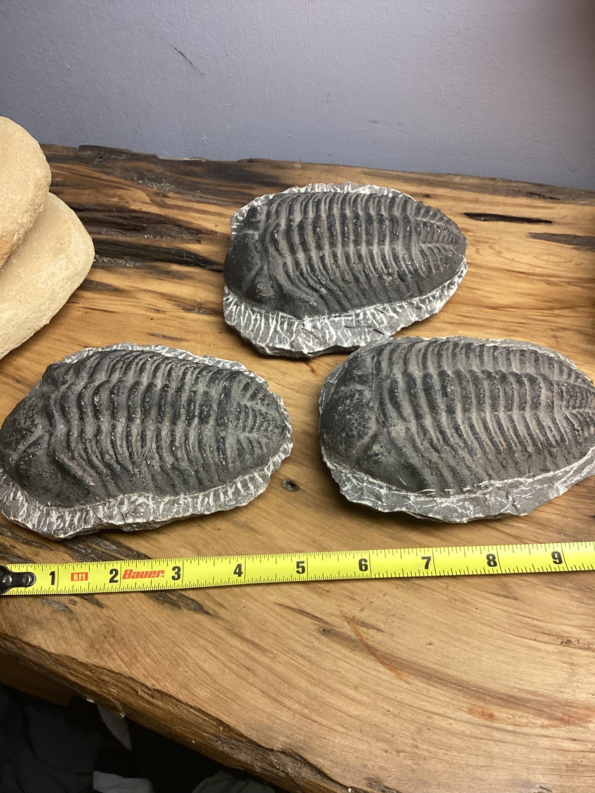 Fossil Trilobite Very Large Fossilized Specimen Free Shipping