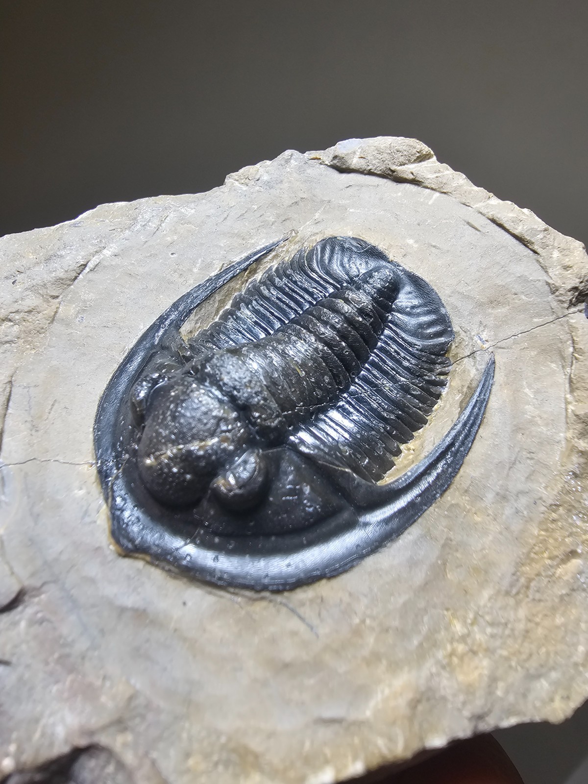 Fossil trilobite Top Quality Diademaproetus Devonian morocco 40mm