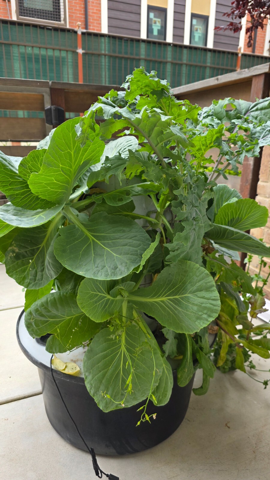 hydroponic vertical tower growing system-2025