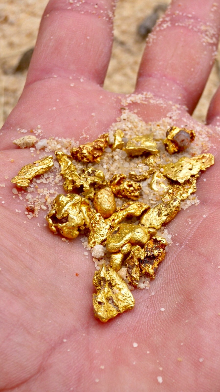 Yuba River Gold Unsearched Paydirt Plus Added Gold Straight from the River rich