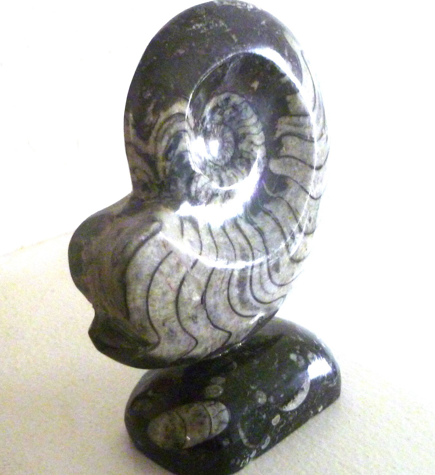 Ammonite Fossil Goniatite On Natural Stand Morocco Black/White Bands