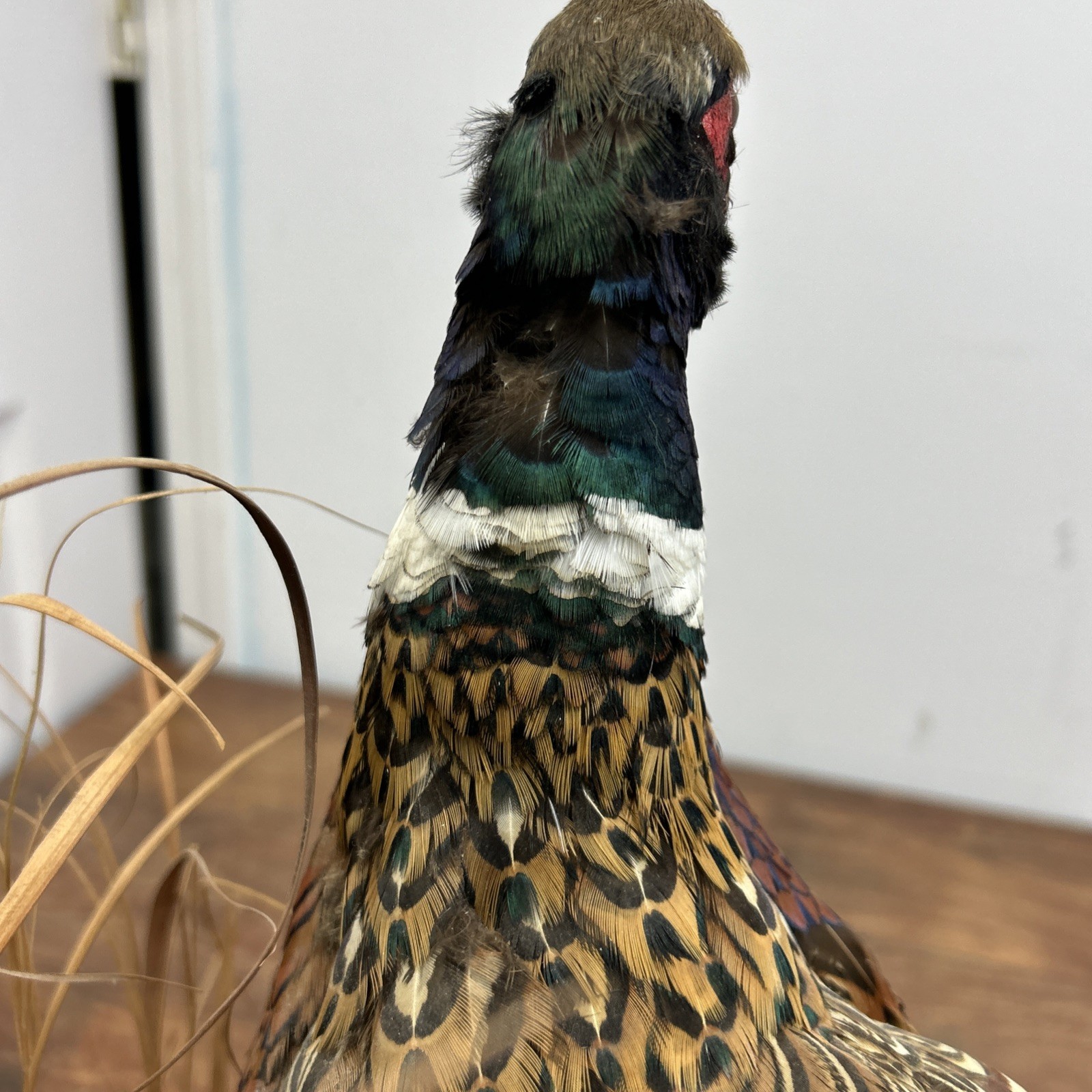 Ringneck Rooster Pheasant Taxidermy Standing Mount Habitat Base Foliage