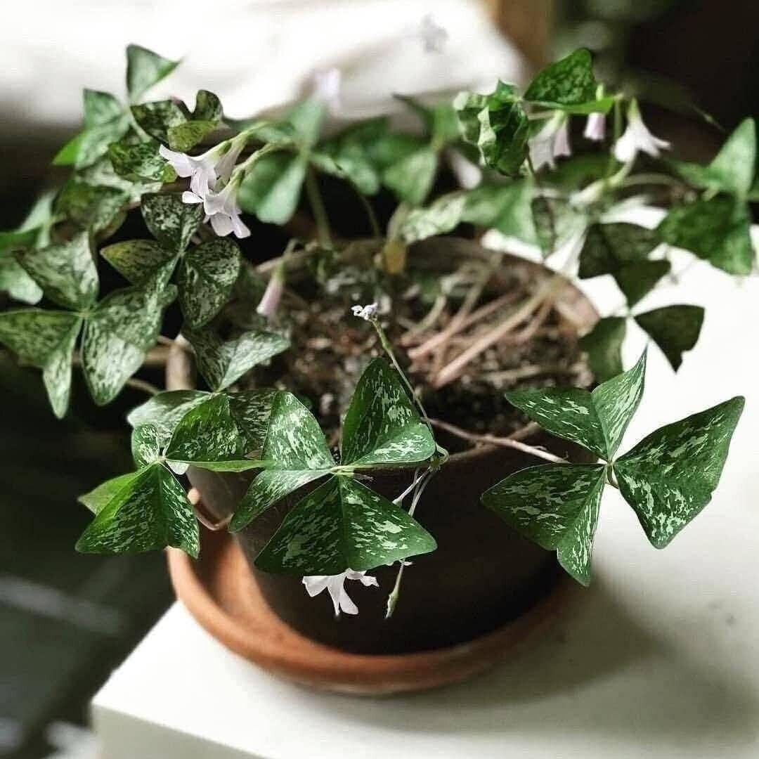 Oxalis Regnelli "Irish Mist" Shamrock/Wood Sorrel (Bulb/Not Plant) - US Seller!