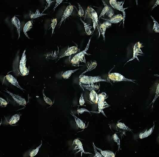 Healthy Freshwater Copepods & Phytoplankton Cultured For Any Breeding Project