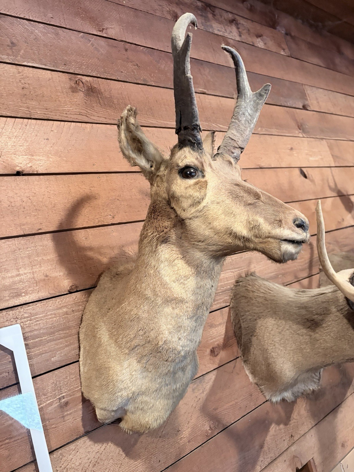 Pronghorn Antelope Mount