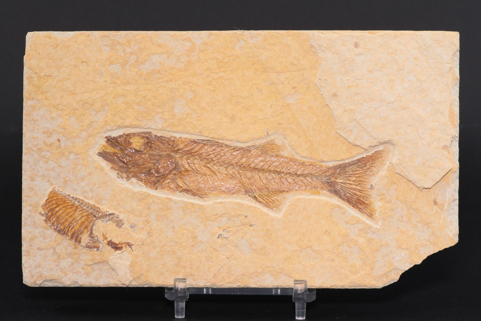 Superb 4" Mioplosus Fossil Fish Fossil Lake Green River Fm Wyoming COA 11897