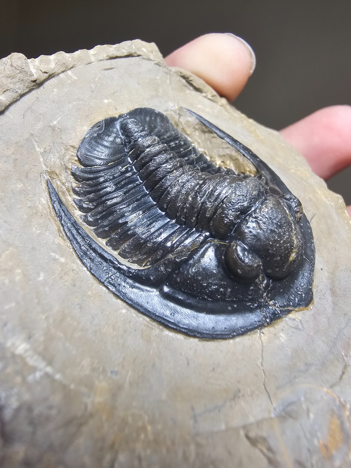 Fossil trilobite Top Quality Diademaproetus Devonian morocco 40mm