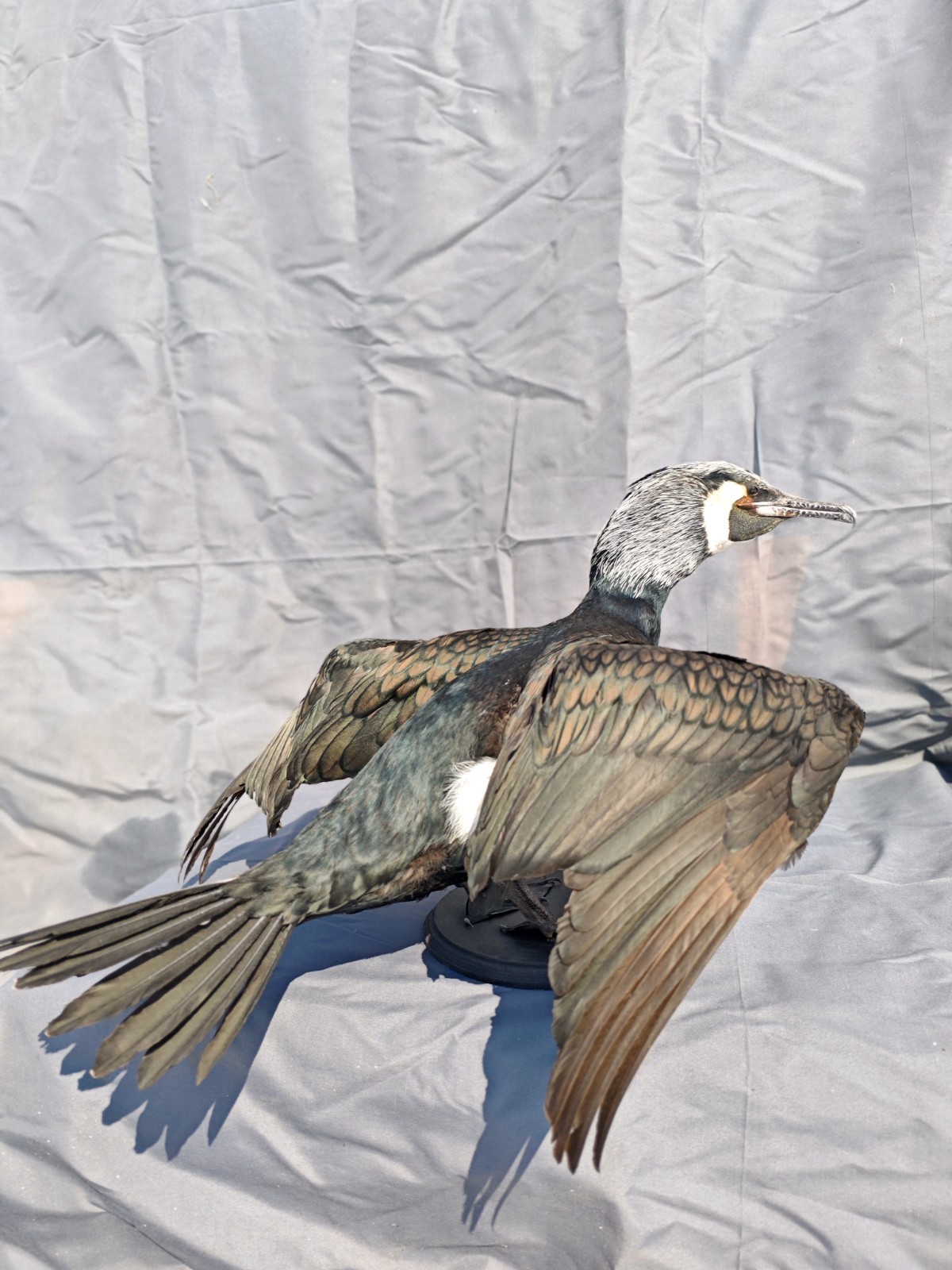 Phalacrocorax Taxidermia