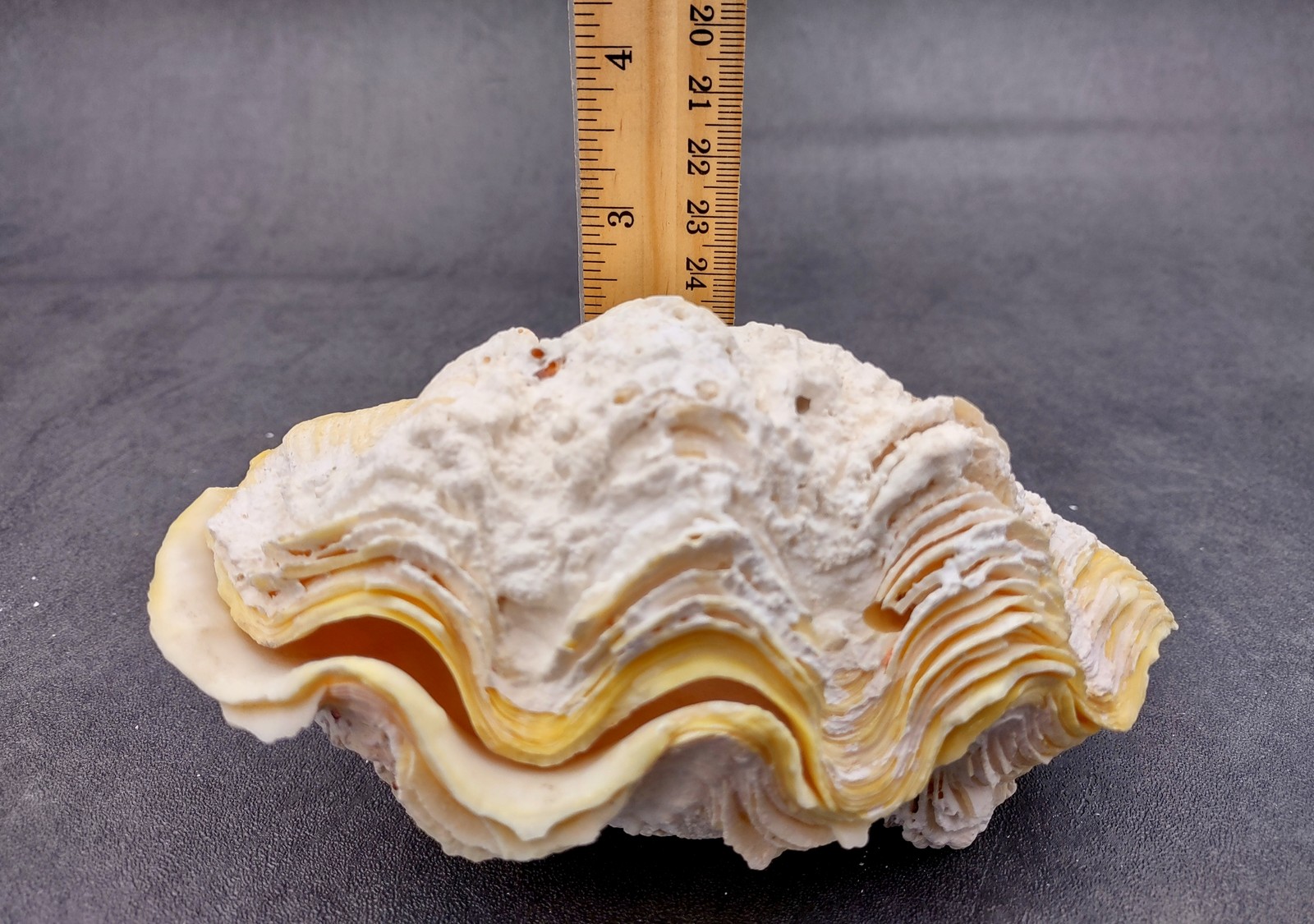 Derasa Clam Seashell White Tridacna Derasa (1 shell approx. 5+ inches)