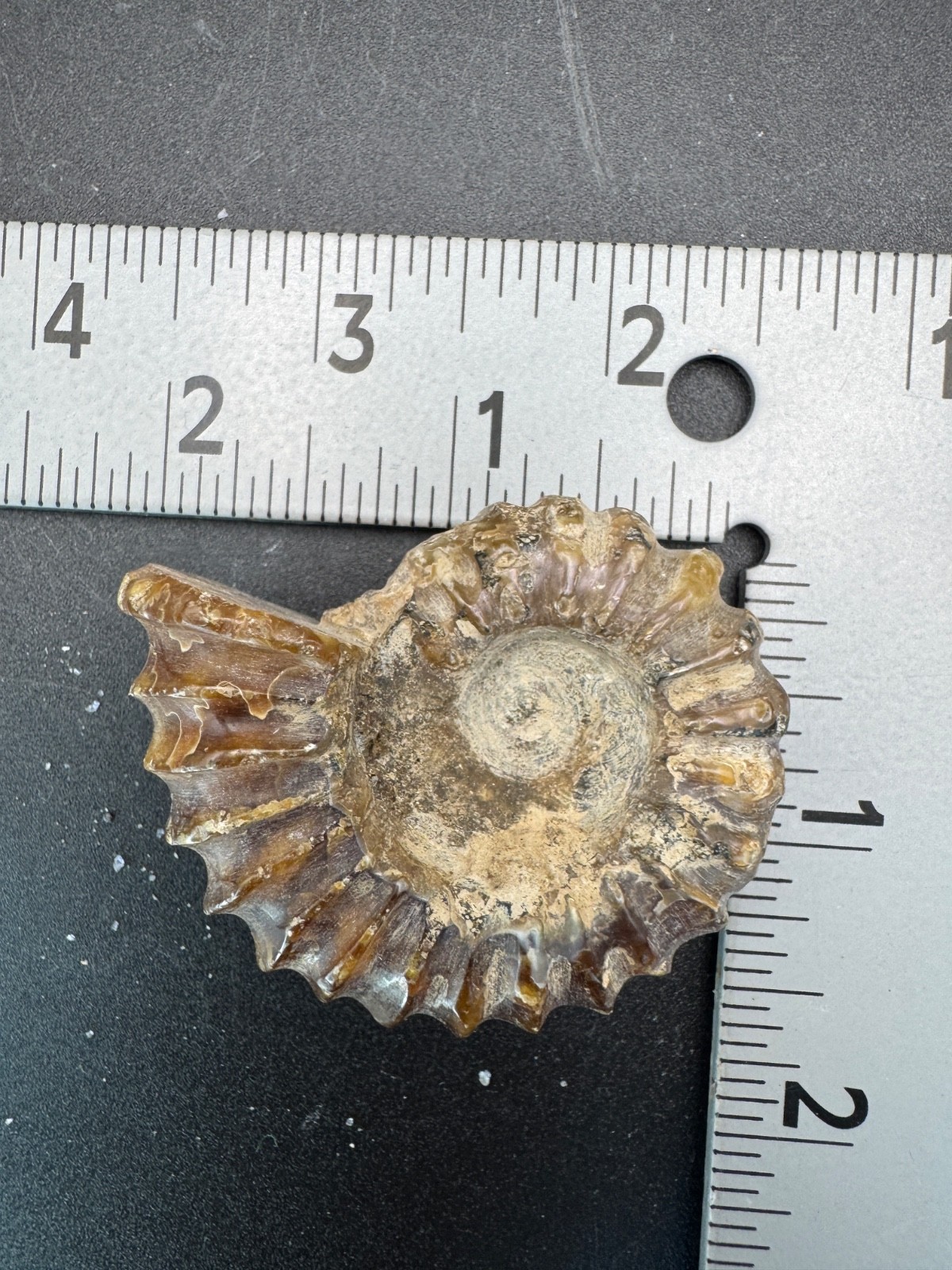 6221 Ribbed Ammonite Fossil with Nice Pattern Madagascar 54g