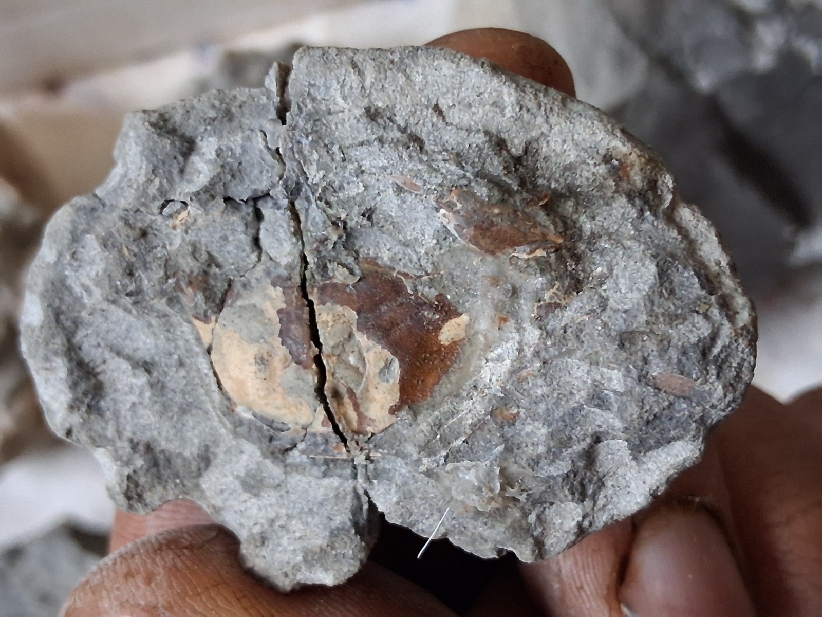 15 Unfinished Crab Fossil Lot Washington State