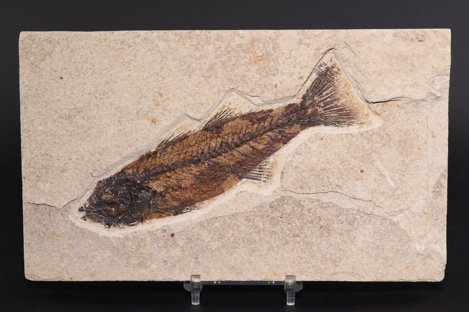 5.2" Mioplosus Fossil Fish Fossil Lake Green River Fm Wyoming WY COA 11858