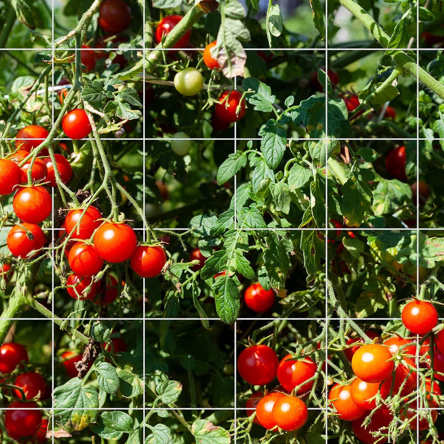 Seedfactor Plant Trellis Netting Garden HeavyDuty Polyester Grow Net +SquareMesh