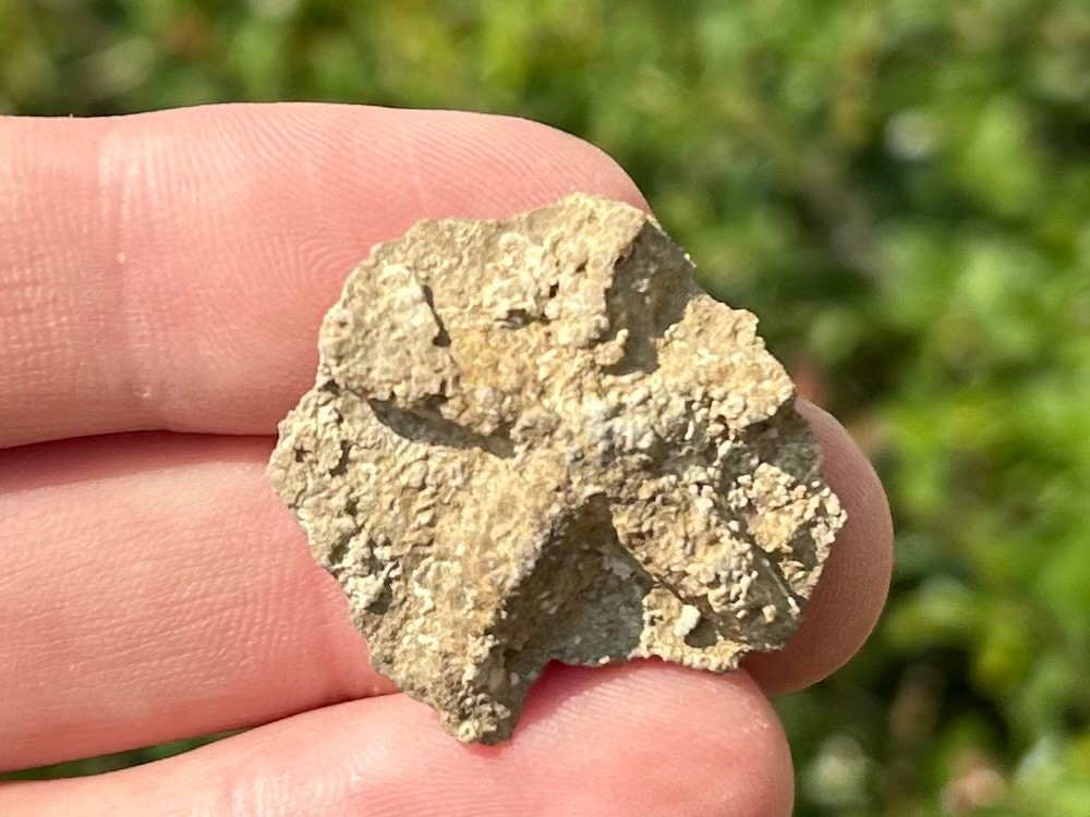 Alabama Fossil Starfish Cast Mississippian Age Bangor Limestone Formation