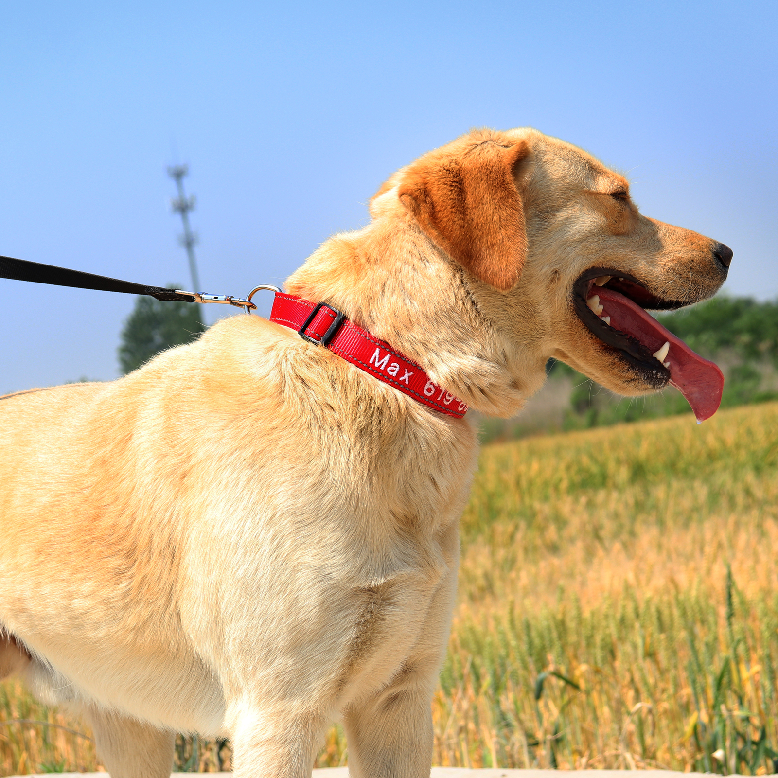 Custom Personalized Dog Collar Embroidered Pet ID Name Number Reflective Nylon