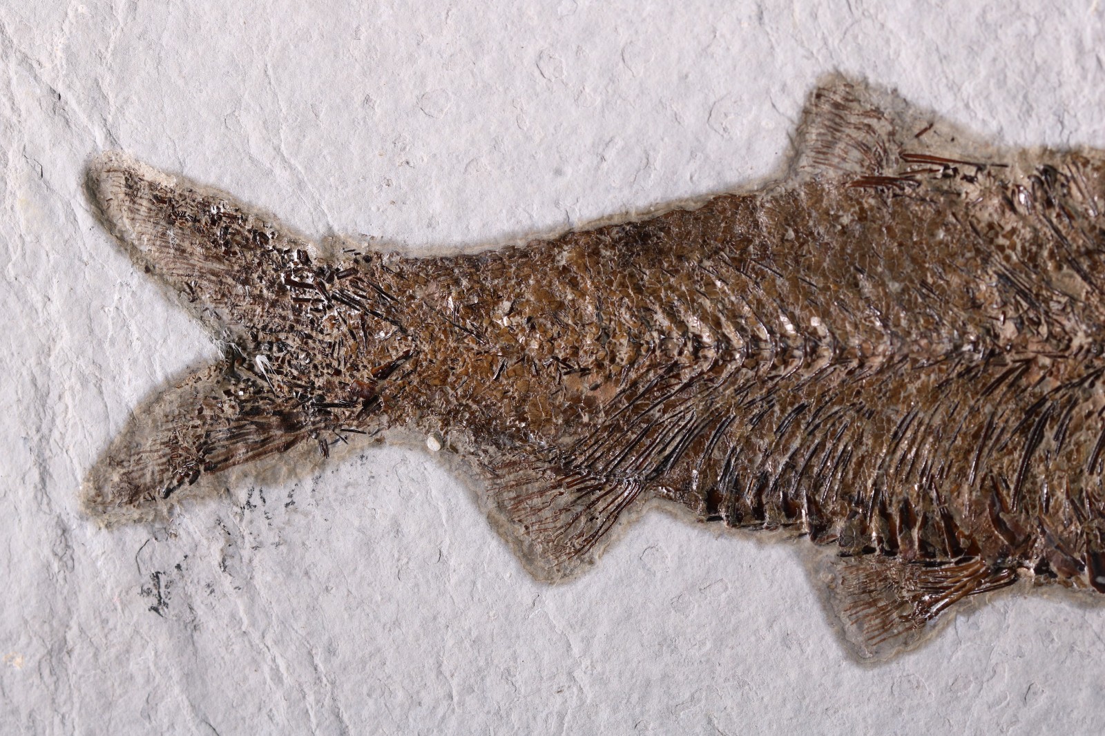 5" Knightia eocaena Fossil Fish Fossil Lake Green River Fm Wyoming WY COA 11853