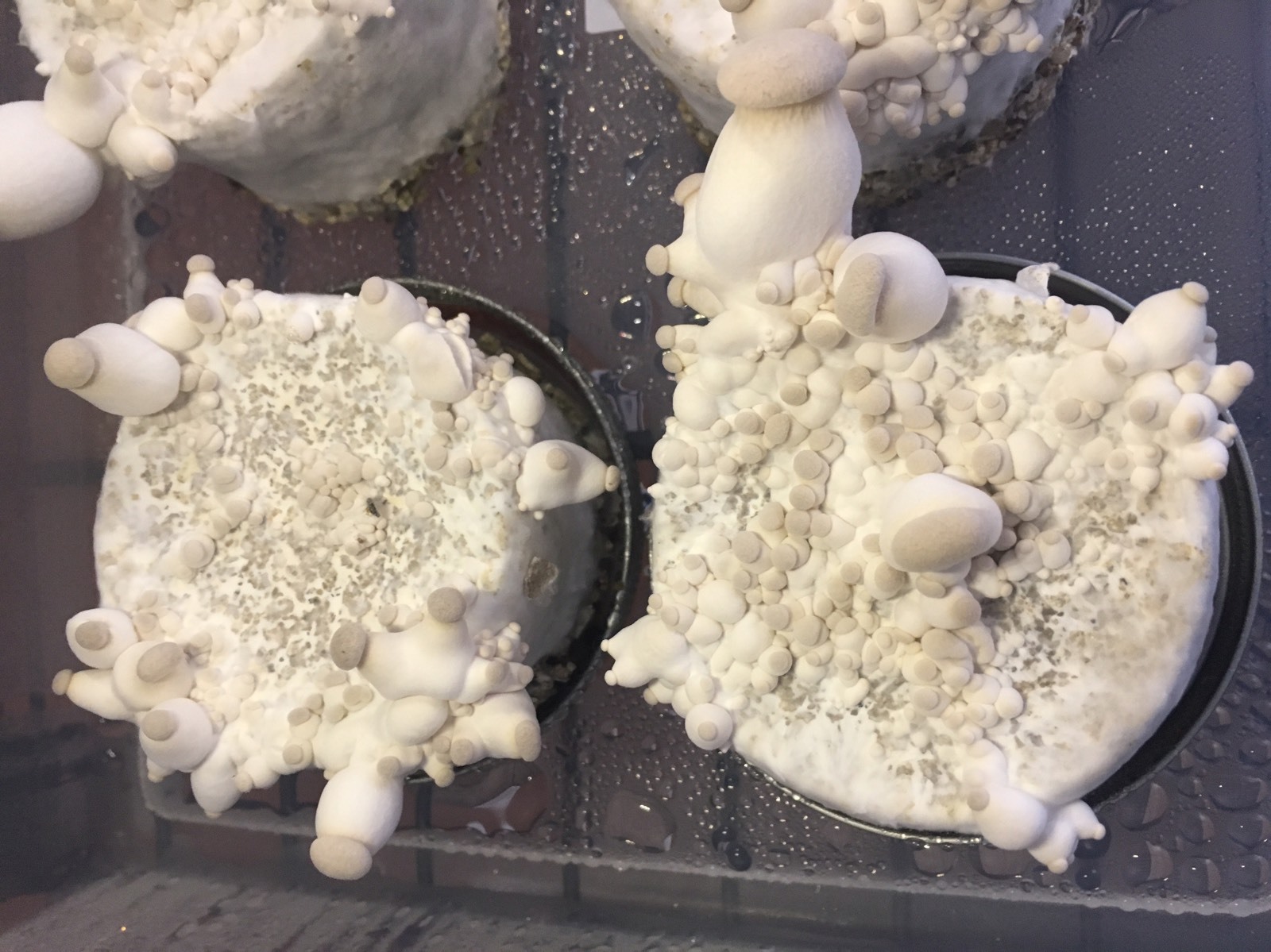 Automated Mushroom Growing Kit with 12 PF Tek Jars Sterile Substrate