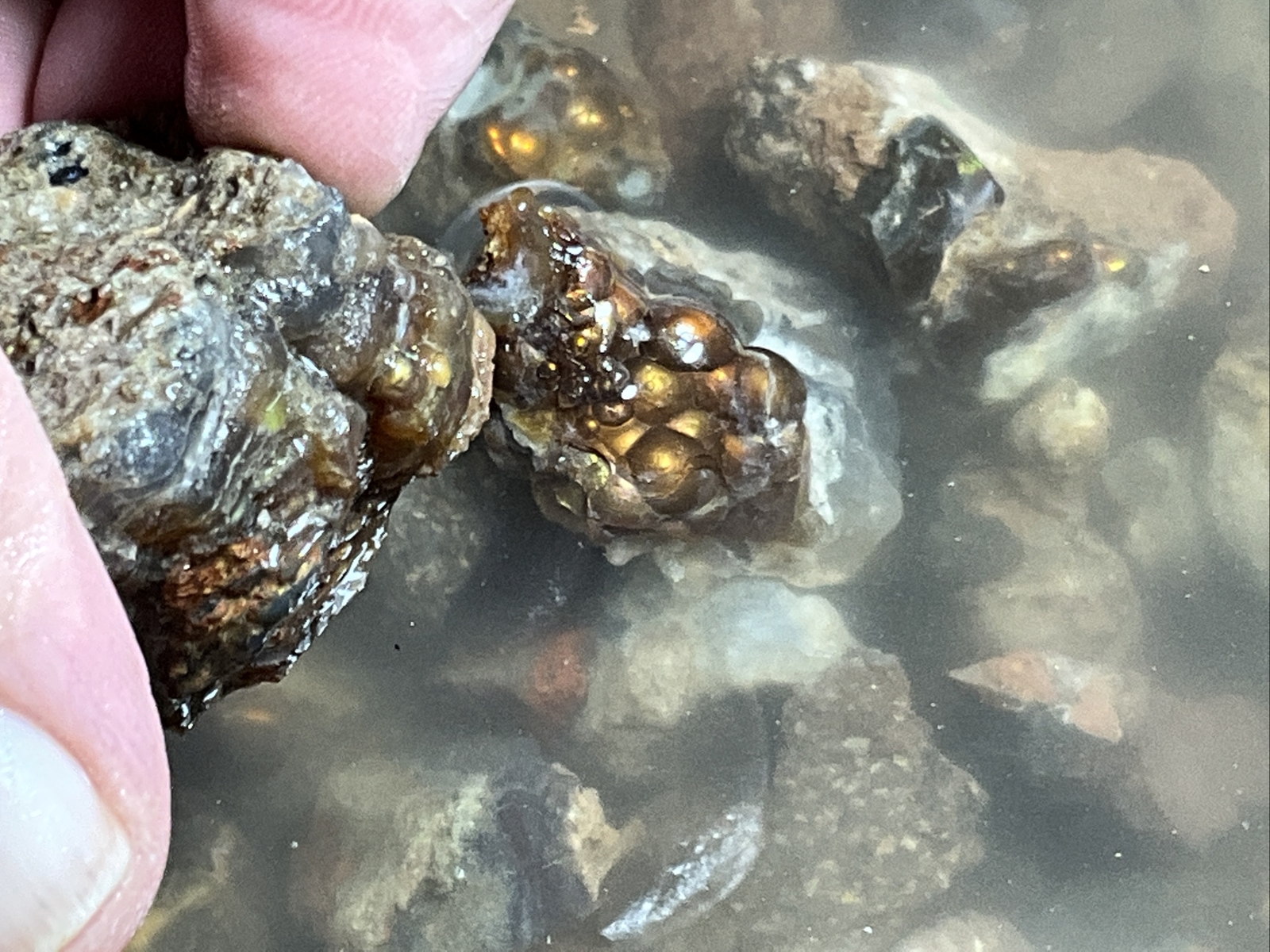 1/4 Pound Fire Agate Choice & Mid Grade Professionally Chosen Colorful Rough Lot