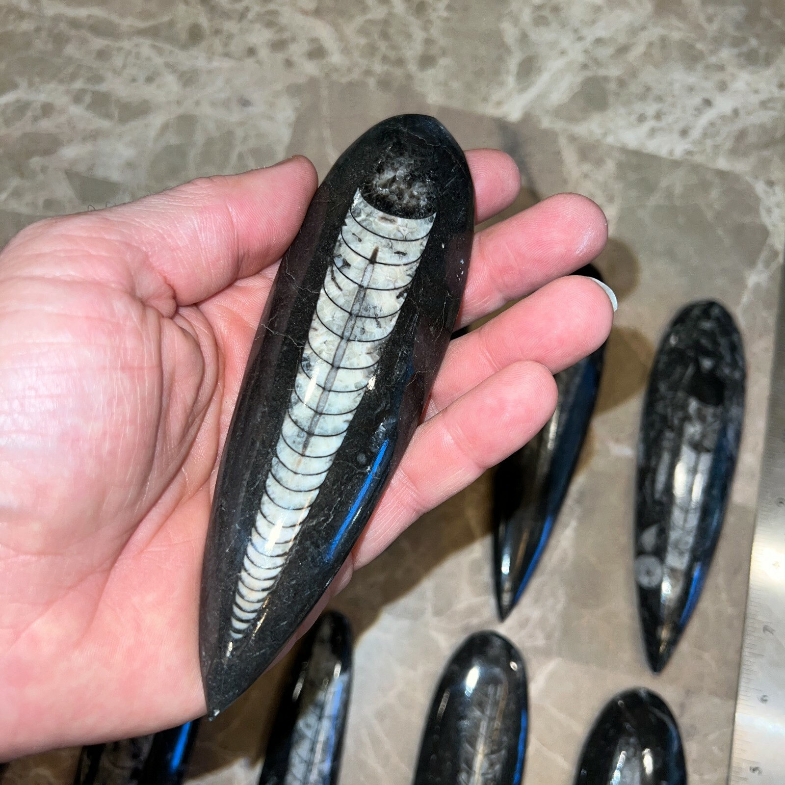 LARGE (1) Black Orthoceras Cephalopod Fossil - 350 Million Years Old