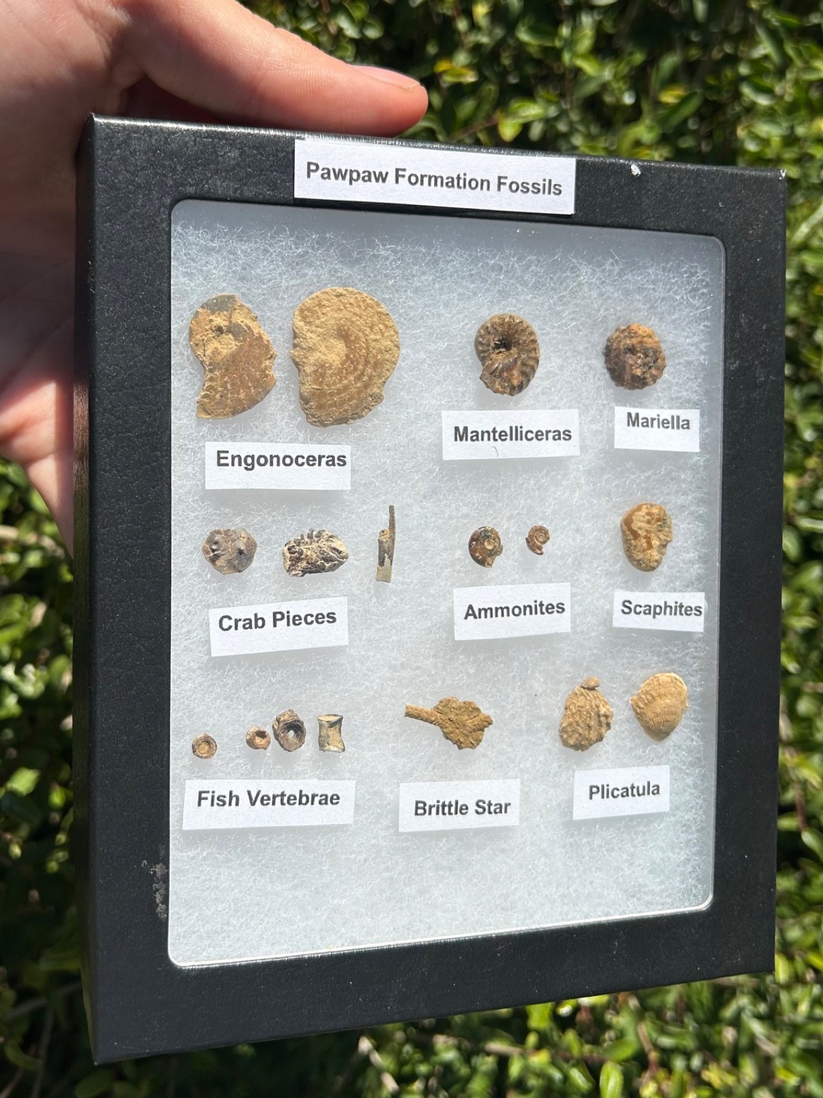 Pawpaw Formation Fossils Collection Starfish Ammonites Crabs Scaphites etc