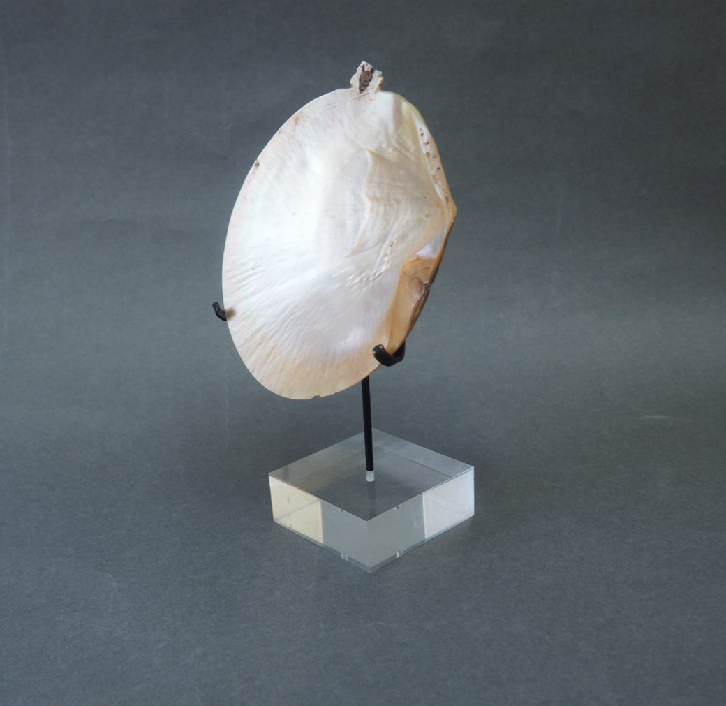 BEAUTIFUL OLD MOUNTED OCEANIC NEW BRITAIN PAPUA NEW GUINEA ARAWE CURRENCY SHELL