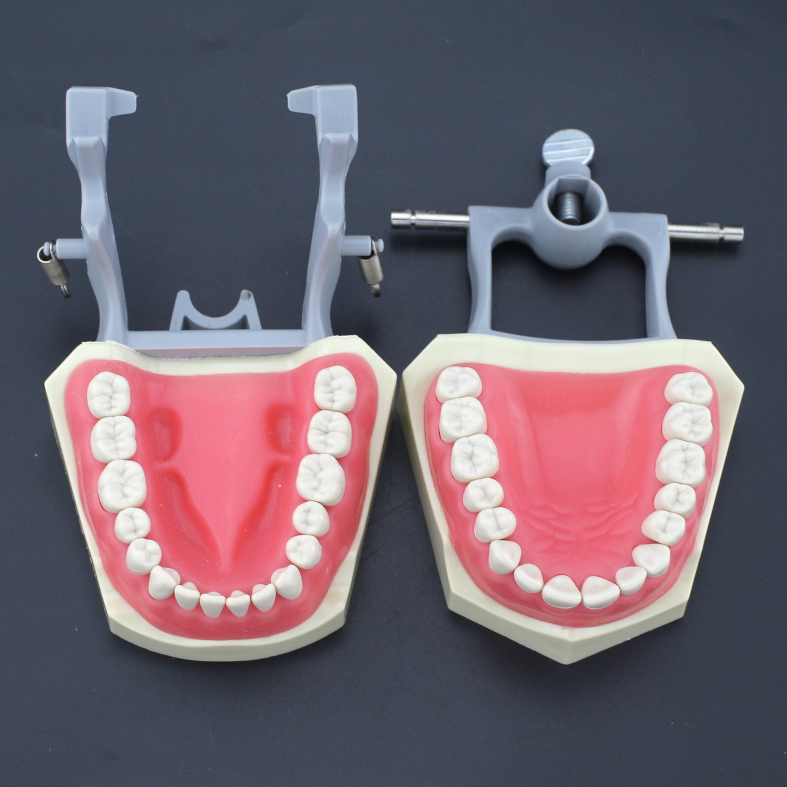 Columbia Dentoform 860 Dental Typodont Model 32pcs Removable Teeth Mounting Pole