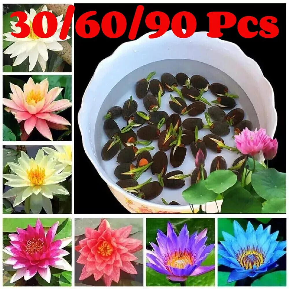 30/90PcsSeeds Lotus Mix FlowerSeed Hand Picked Aquatic Plants Water Garden US