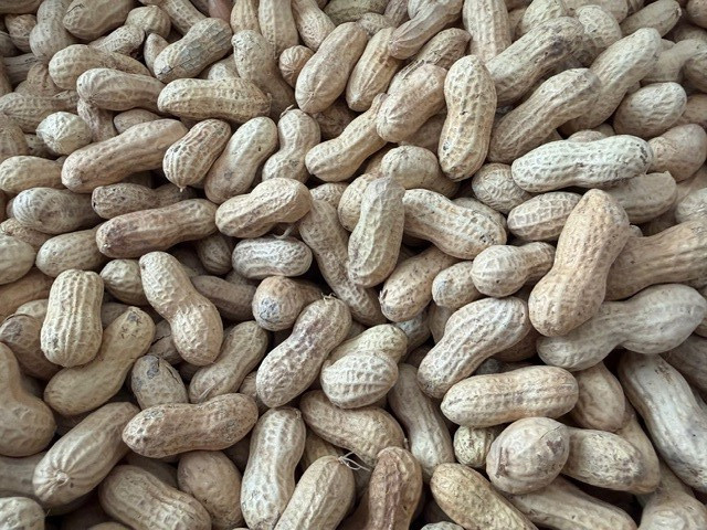 Raw In-Shell Peanuts  for birds and critters