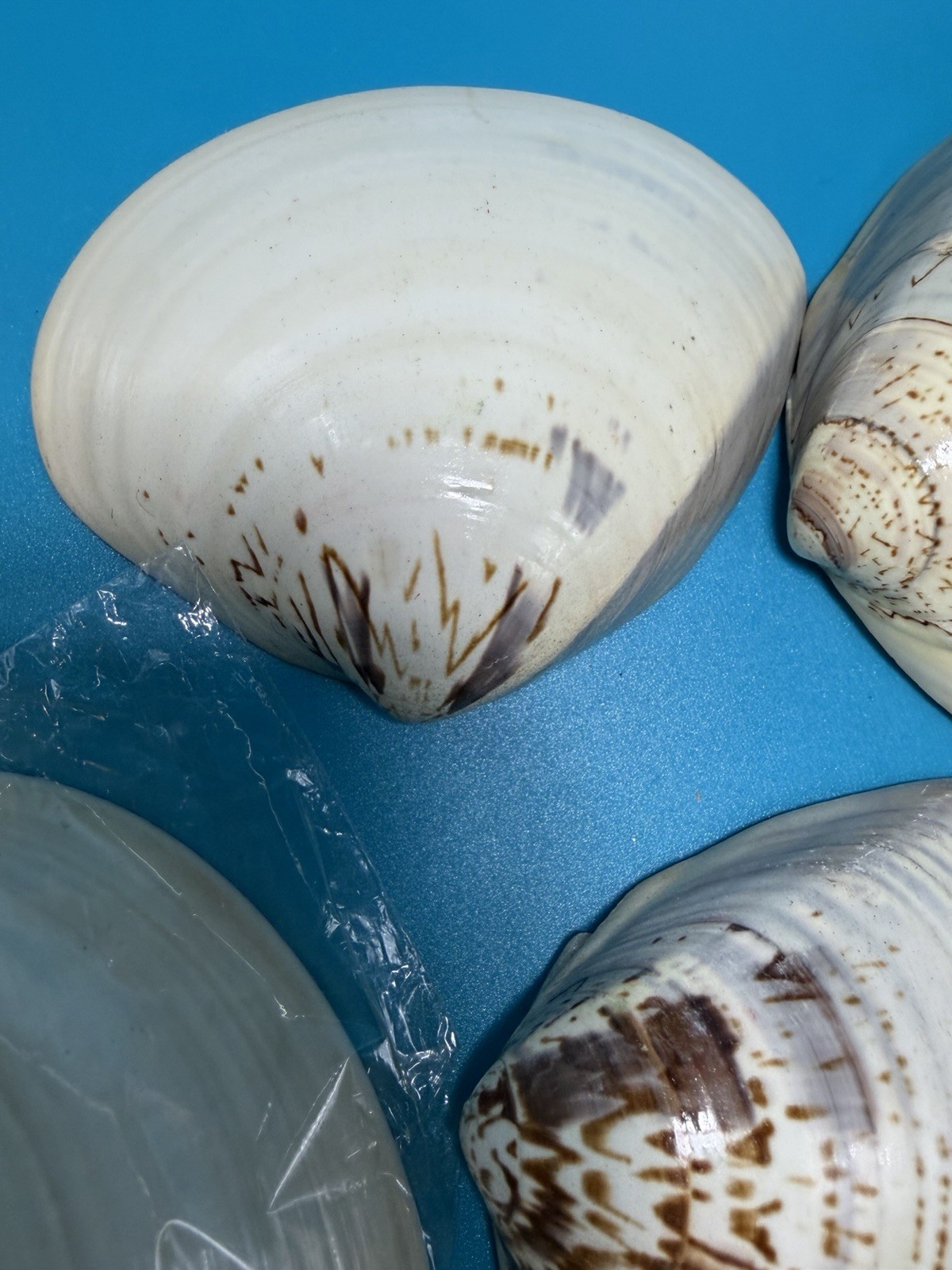 Meiji Period Real Natural Lacquered Seashells Lot Of 7