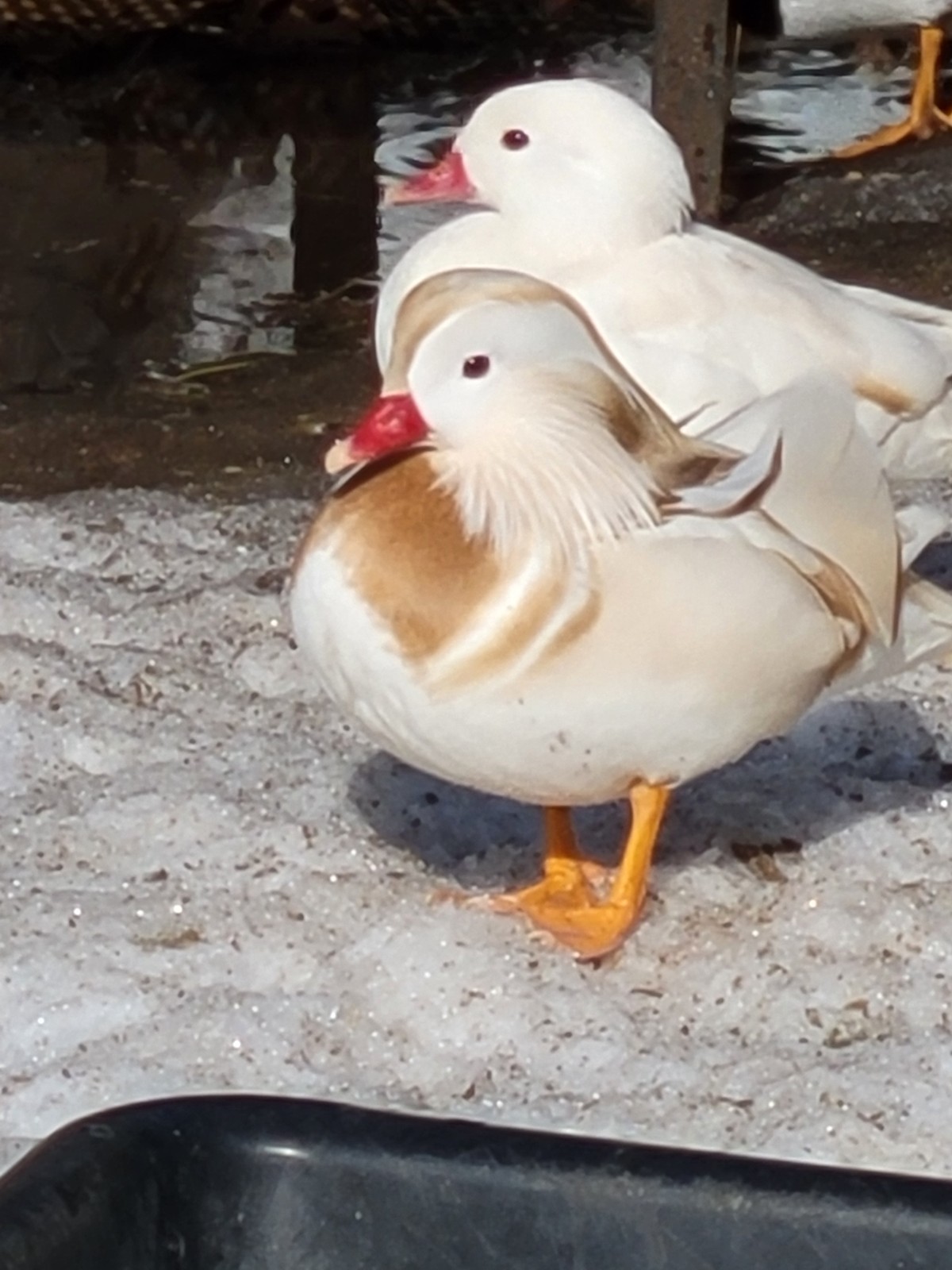 6+ Mandarin Duck Hatching Eggs. PRESALE!! Ship late April/May NPIP