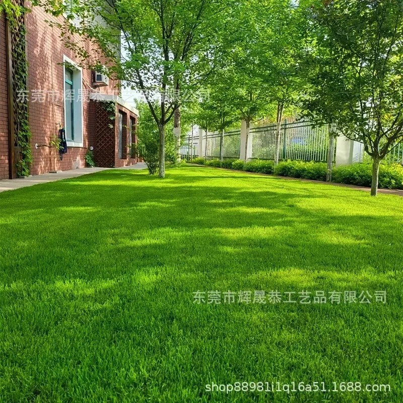2026 Evergreen Dwarf Grass Seed Garden Grass Seed Growth-Grass Seeds/Lawn Seeds