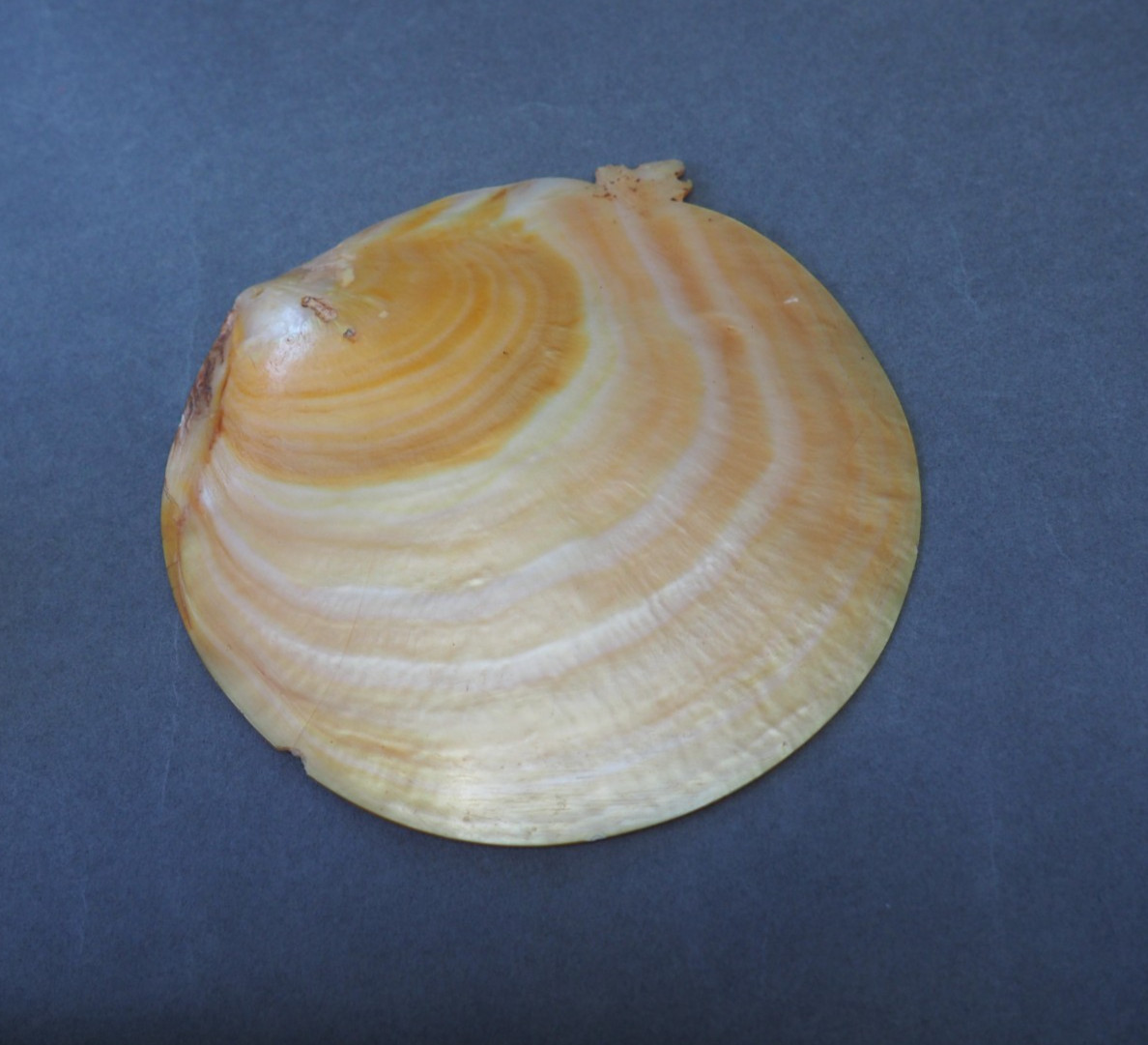 BEAUTIFUL OLD MOUNTED OCEANIC NEW BRITAIN PAPUA NEW GUINEA ARAWE CURRENCY SHELL