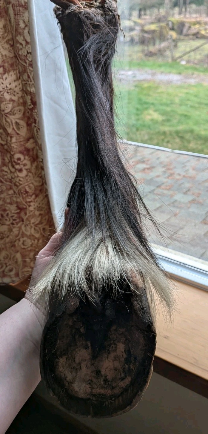 REAL PONY HOOF LEG Freezedried/ Fixed No Cut Bones. Ready To Bisect lamanitis