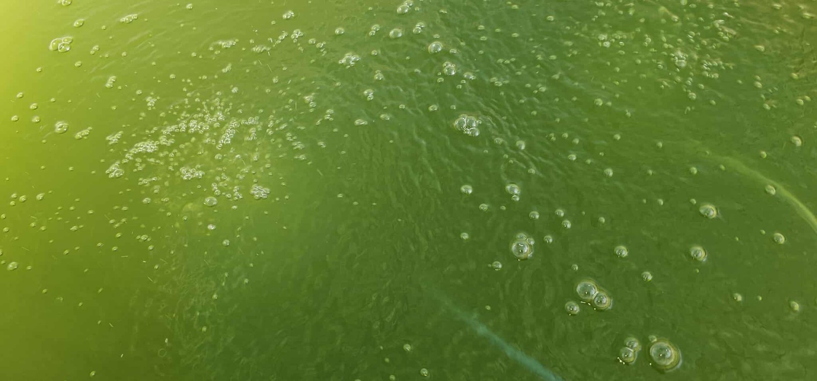 Rich Green Water (chlorella) 13oz Clean indoor cultures. Free Shipping