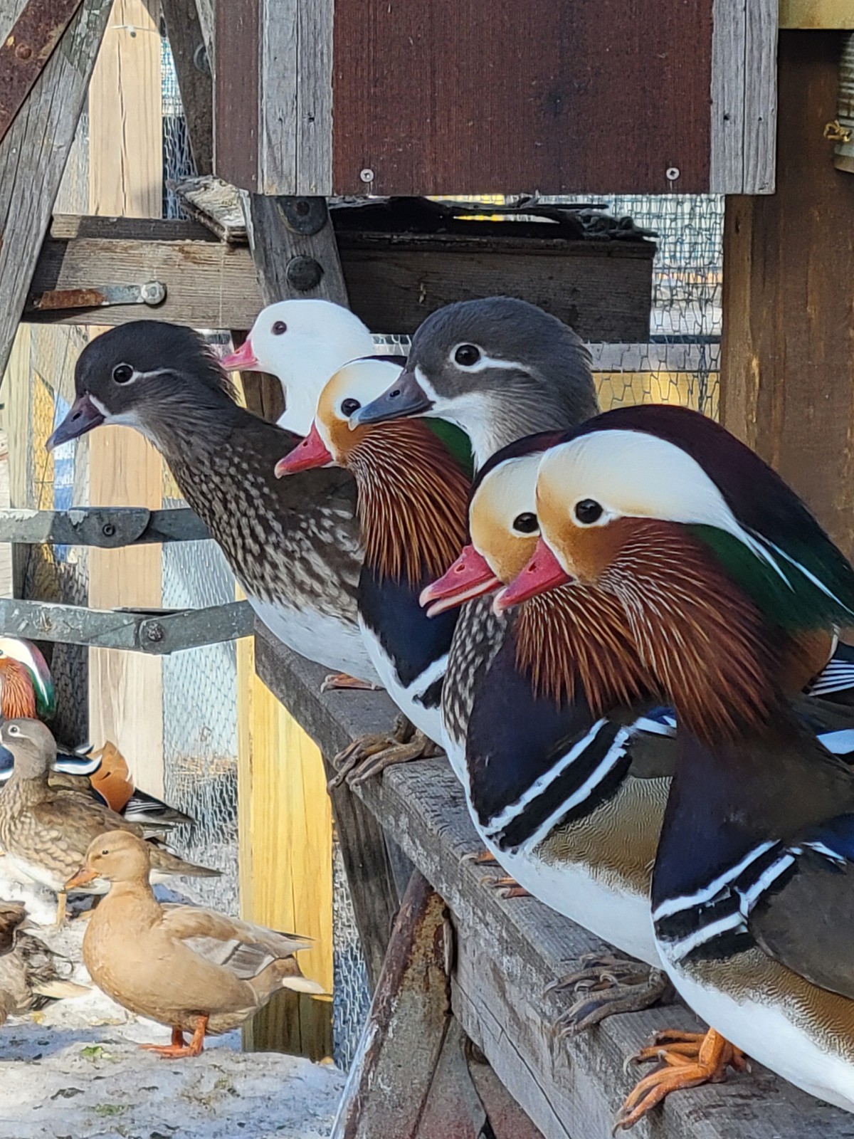 6+ Mandarin Duck Hatching Eggs. PRESALE!! Ship late April/May NPIP