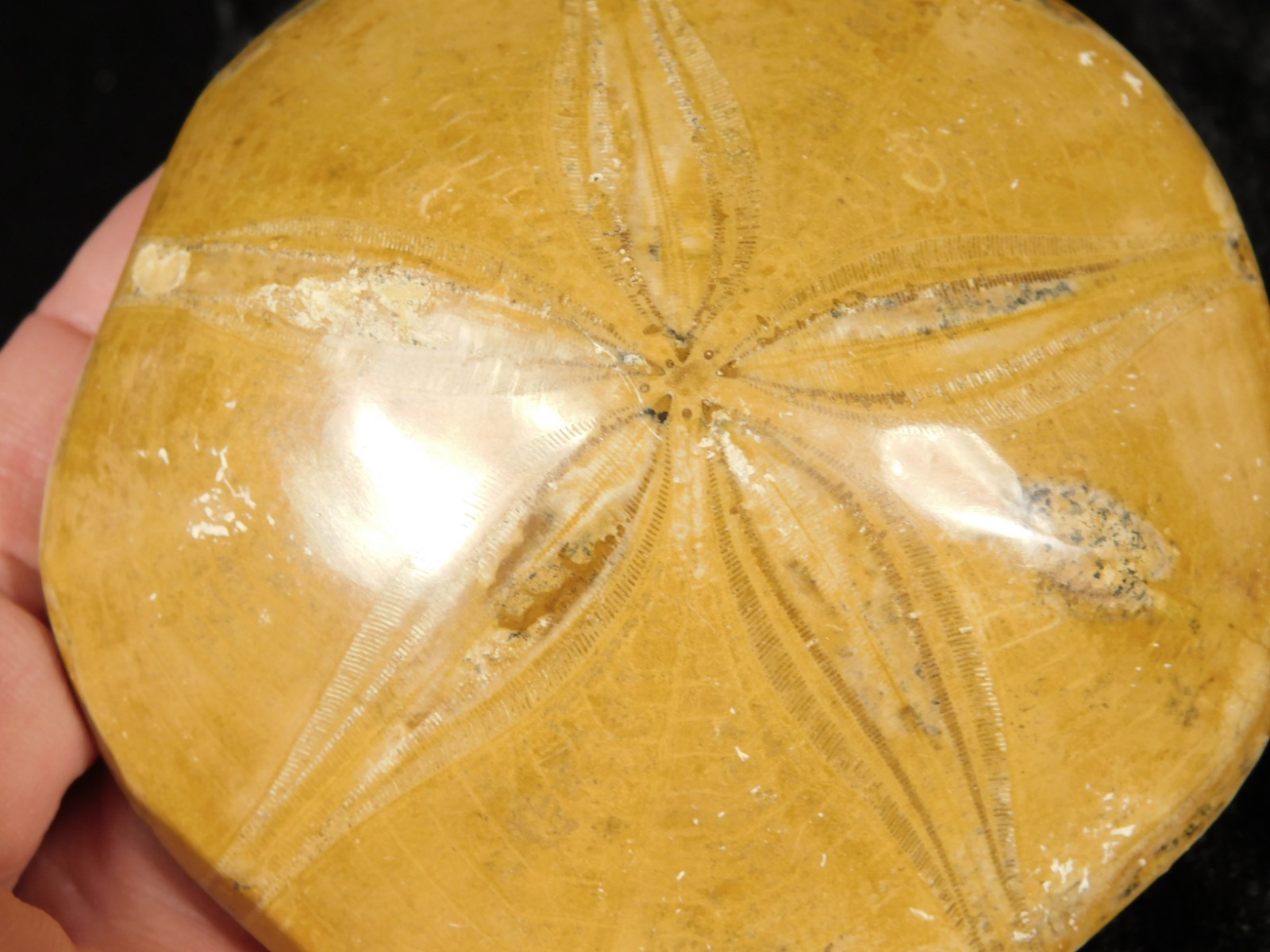 Big! Polished 150 Million Year Old! SAND DOLLAR Fossil Madagascar 205gr